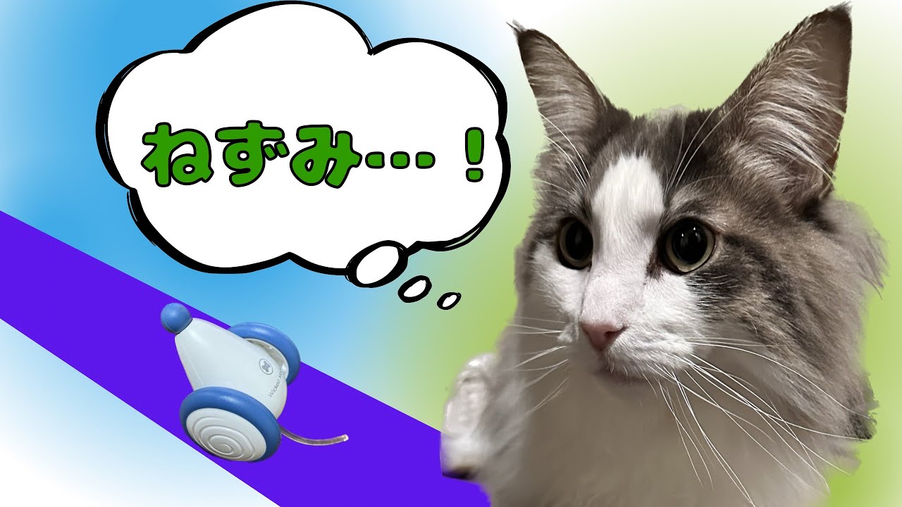 ねずみ捕り猫の力を見せてくれ！【メインクーン】