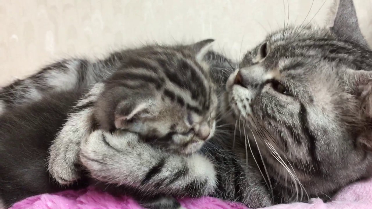 アメショ子猫