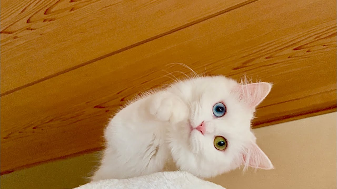我が家の猫はめっちゃ美人さん