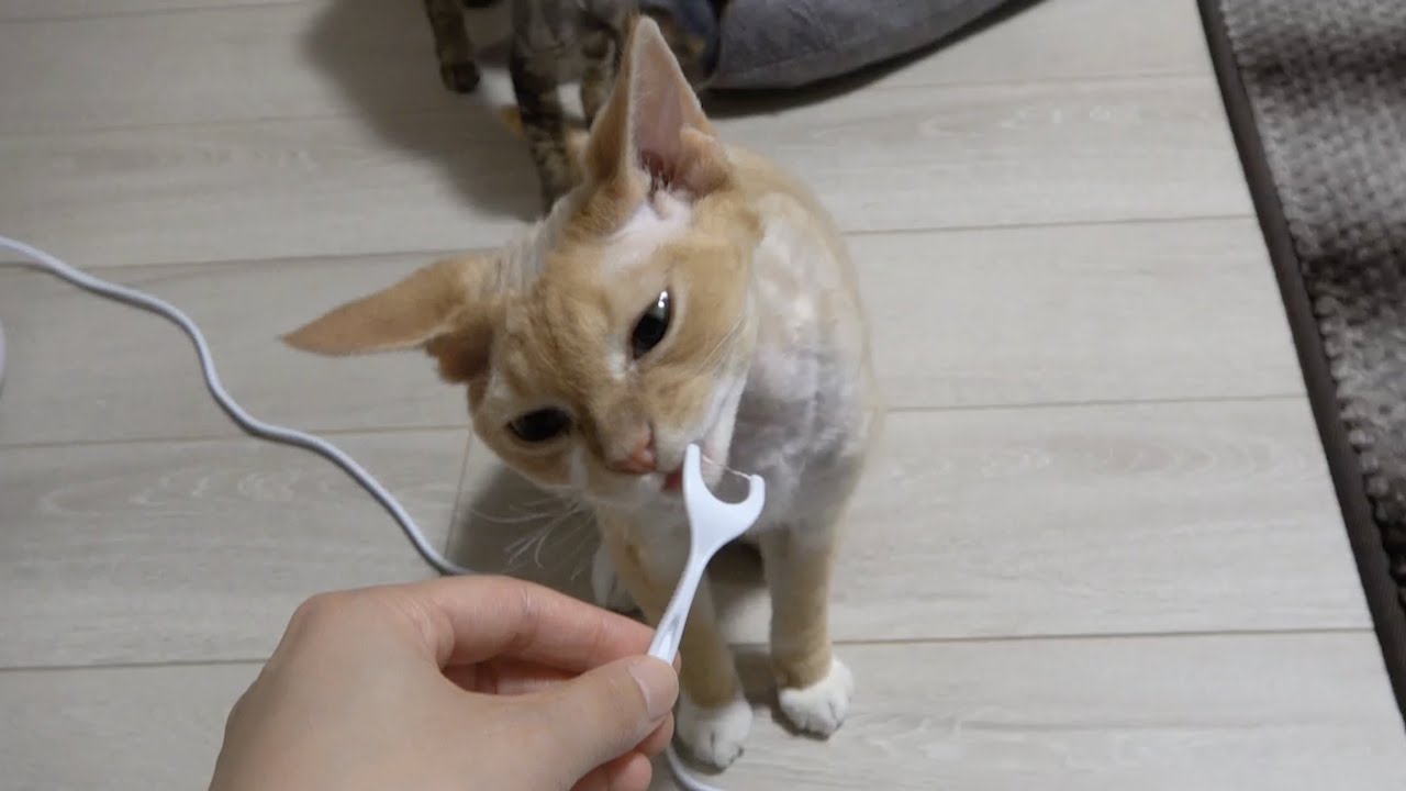 デンタルフロスに興味津々のデボンレックス猫です(Devon Rex cats interested in dental floss)