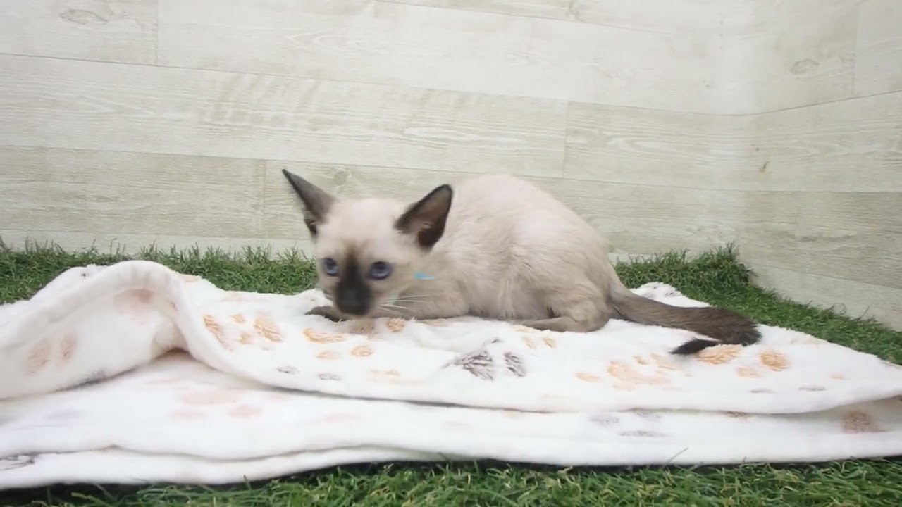 ペットショップcoo&riku No.00628804 トンキニーズ