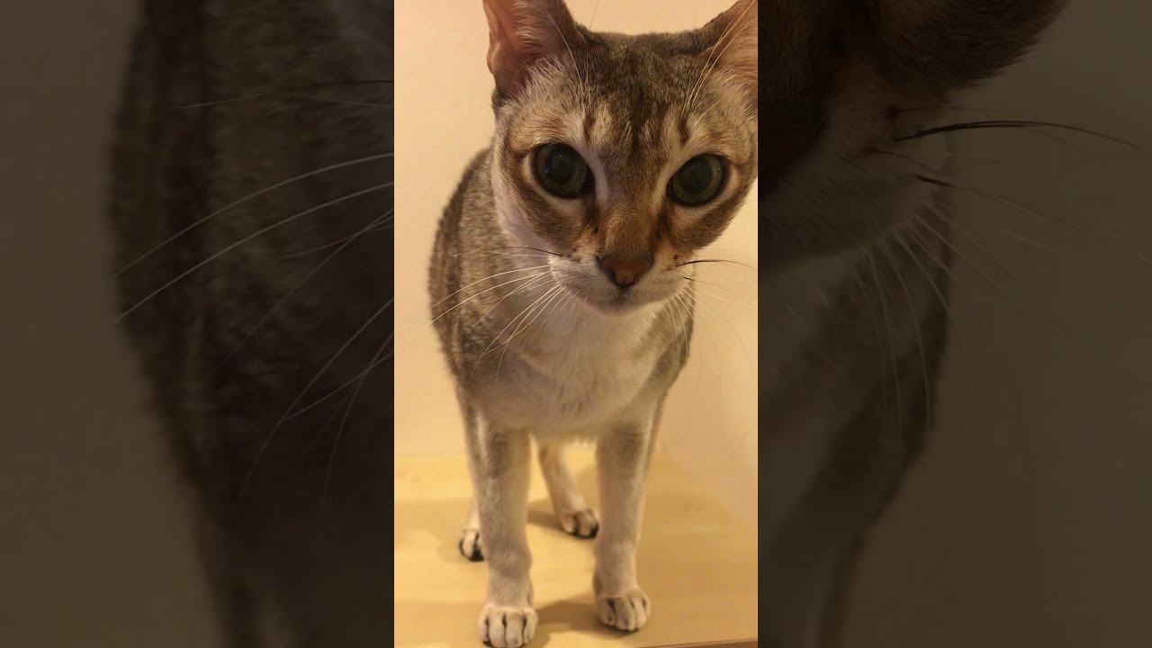 さりげなくオヤツをおねだりするシンガプーラなのにゃ♪➁