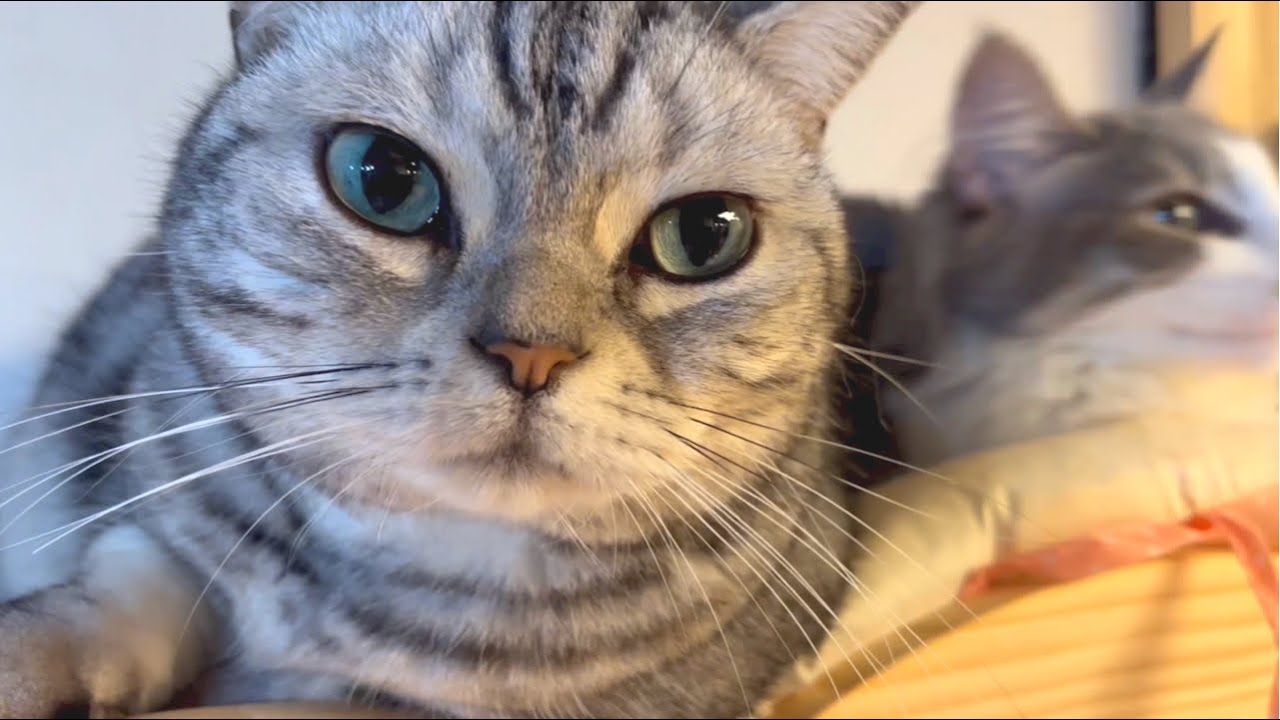 子猫といっしょにお昼寝するアメリカンショートヘアのあいちゃん❤️