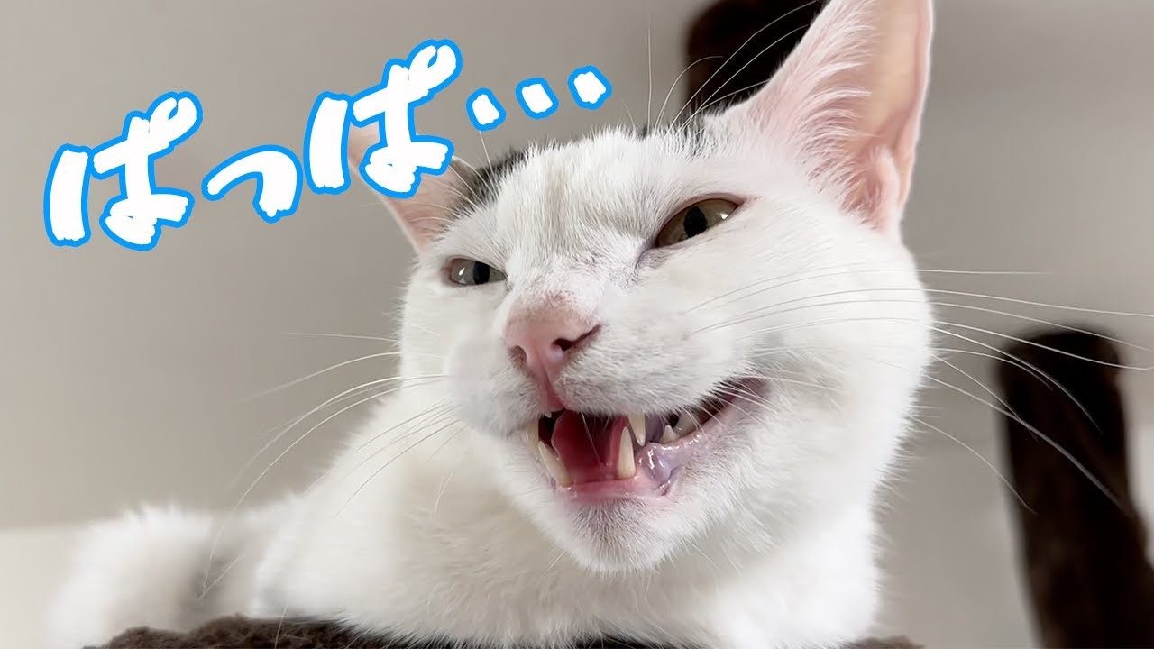 声ガラッガラでパパを呼ぶ猫チロさん！