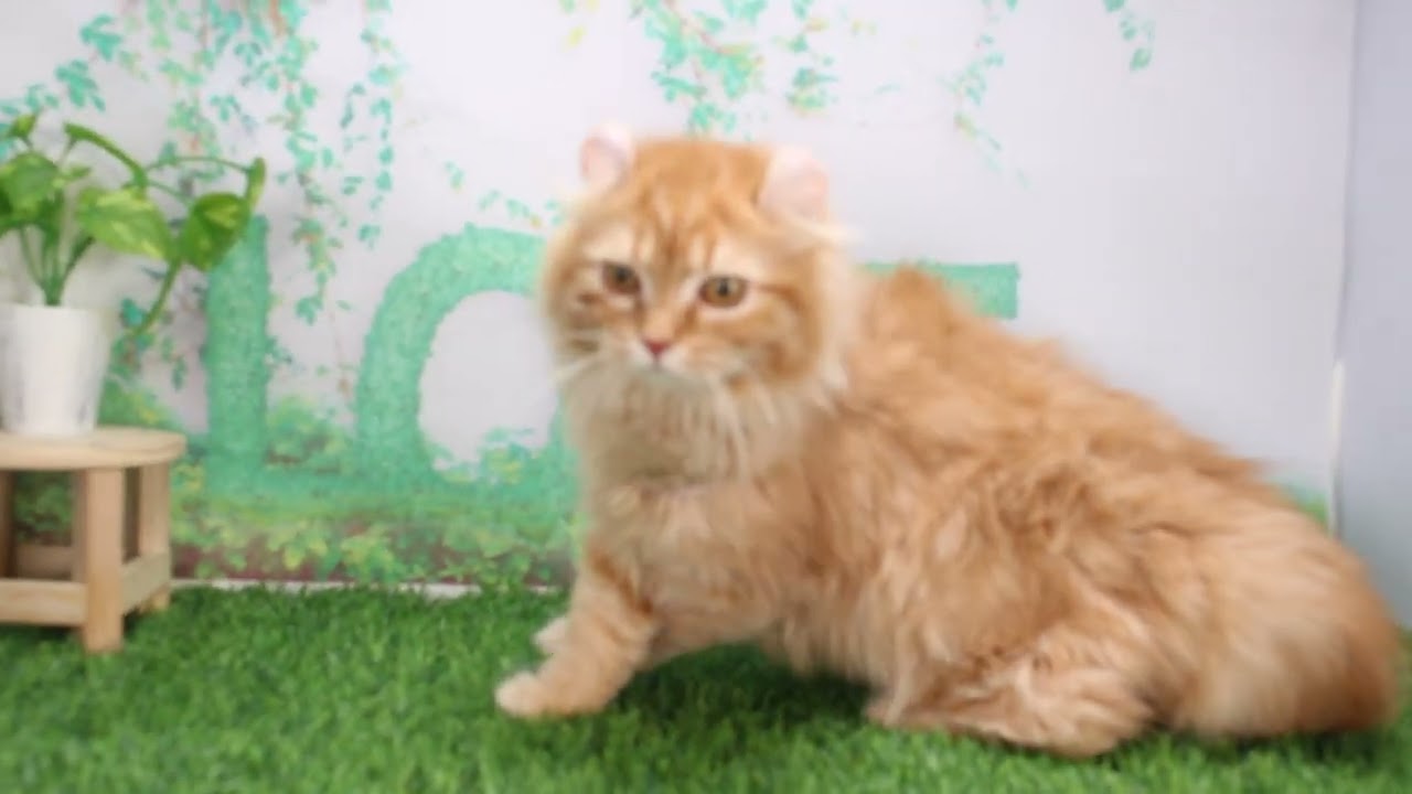 Coo&RIKU　No628517　アメリカンカール