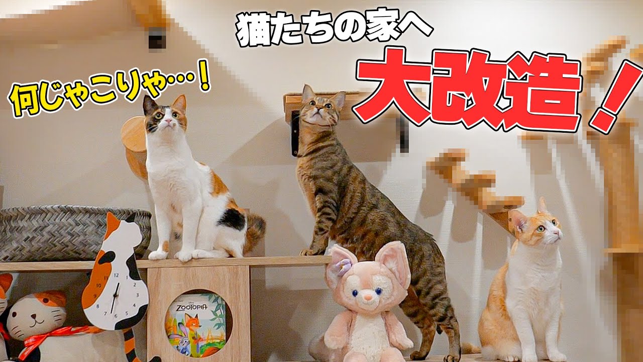 猫たちが全力で遊べるように家を大改造することにしました！！！匠の技でリビングの壁が穴だらけに…？！【猫的ビフォーアフター】