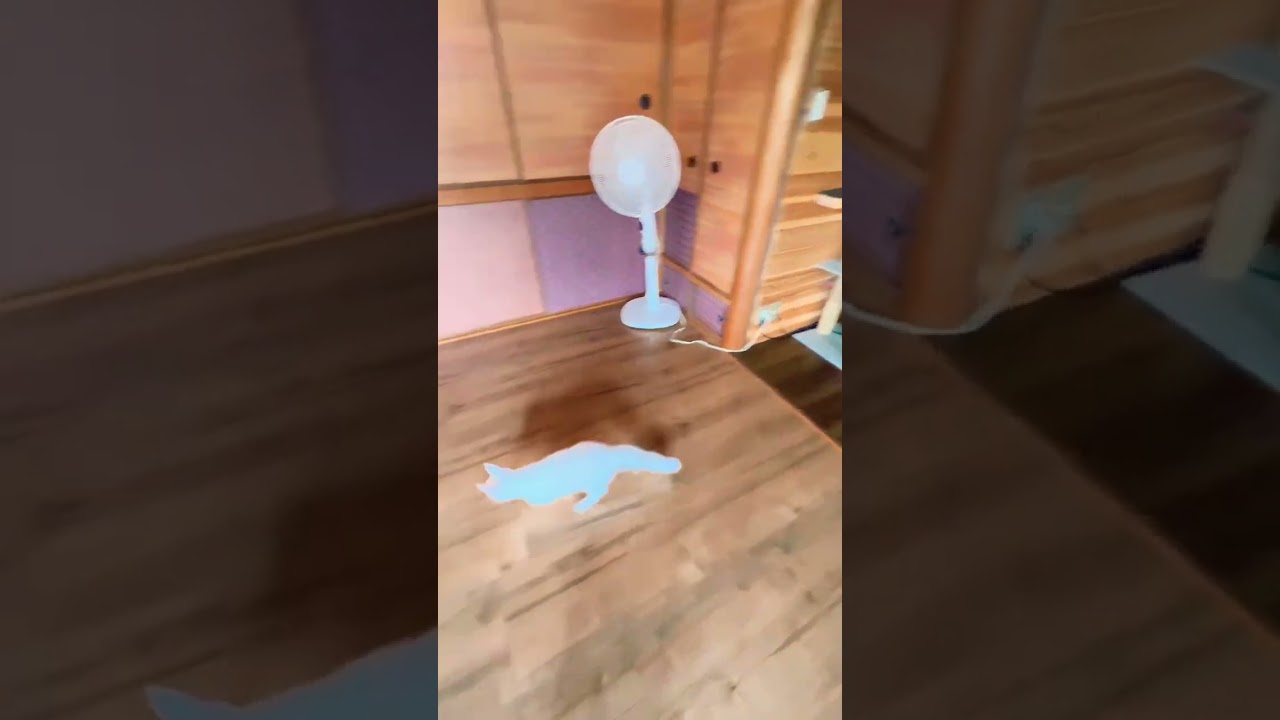 メインクーンダイクロイックアイのダイくんが５カ月になりました。