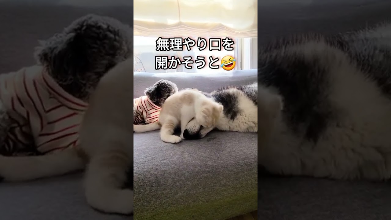子猫と添い寝するはずが…なんか違ったハスキー犬w #shorts
