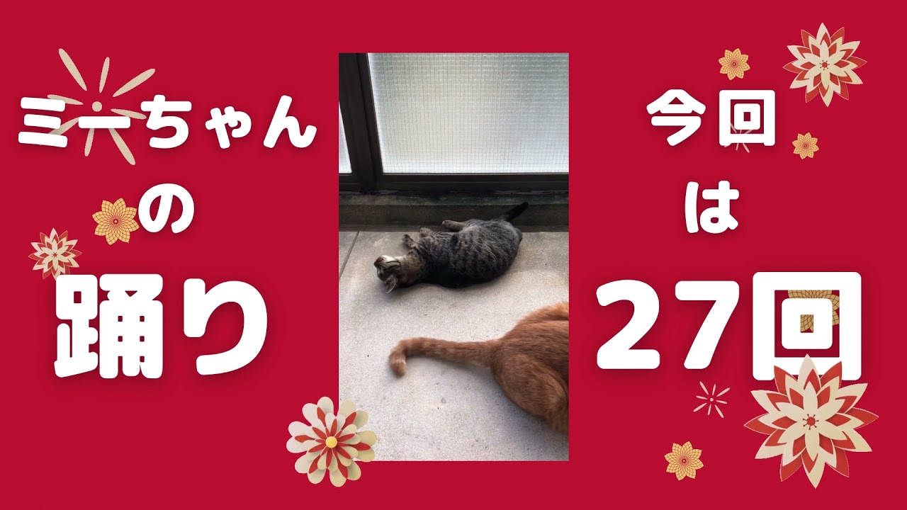 【日本猫の３ニャン】ミーちゃんの踊りは、今回は27回です！３ニャンがベランダに出て、それぞれ充実した朝を過ごしています。