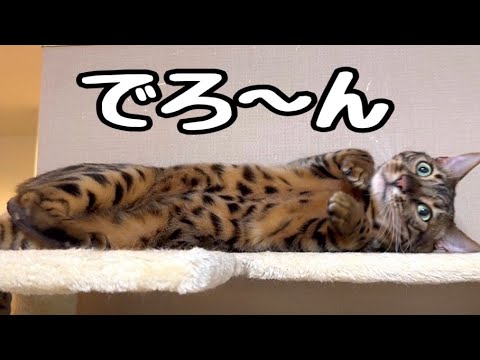 猫ってやっぱり液体