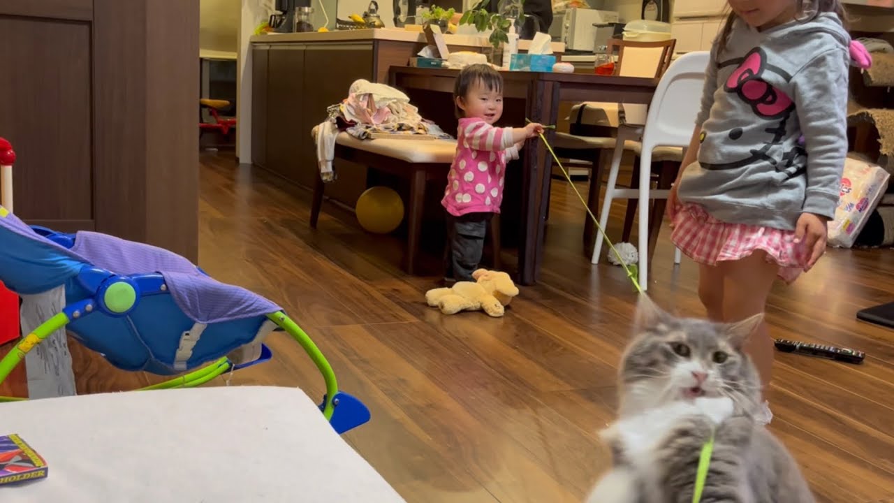 子供達が楽しそうに遊んでいると参加してくる猫　ラガマフィン　A cat that joins children when they are playing
