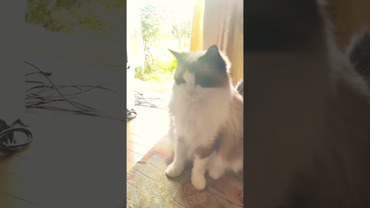 両端にラグドールキャットには癒された