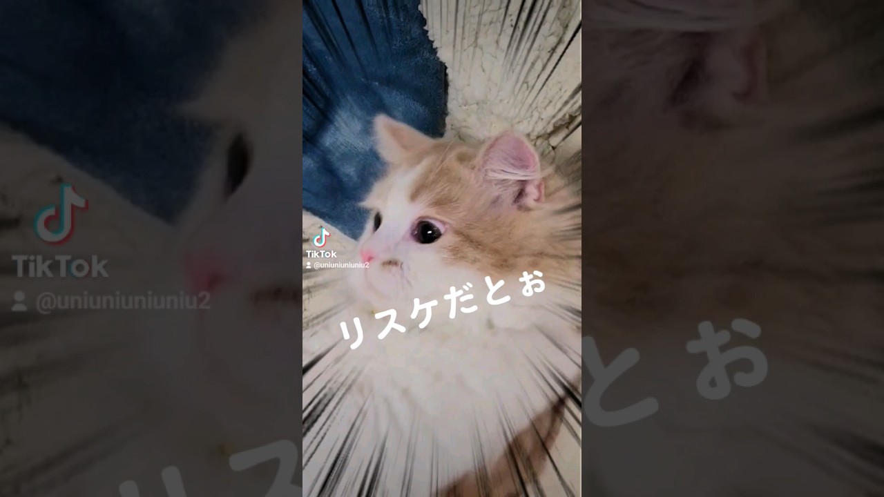 【子猫】どうしても5日予定がある猫 #ラガマフィン #猫動画 #cat #shorts