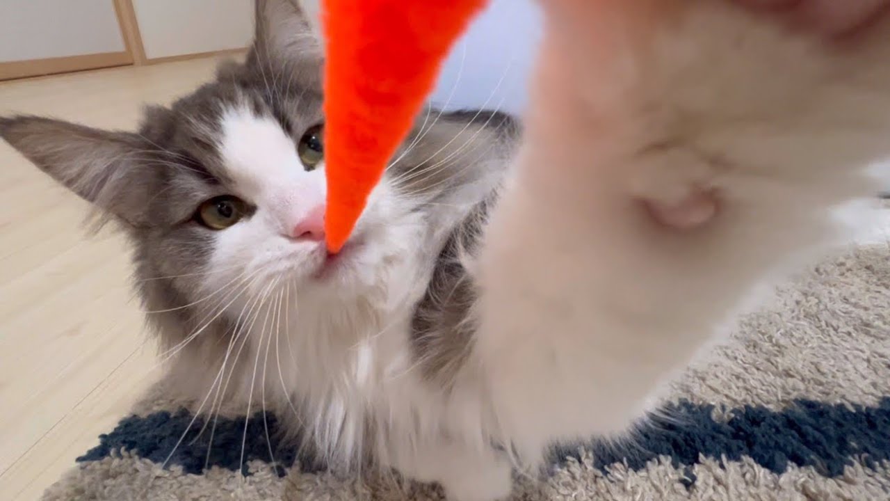 【猫パンチ‼︎】おもちゃを追いかけるノルウェージャンフォレストキャットたちが可愛すぎた…🥰