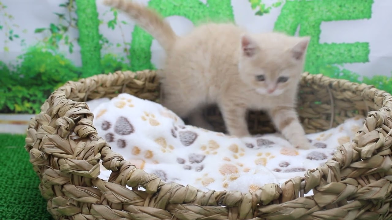 Coo&RIKU　No580377ブリティッシュショートヘアー