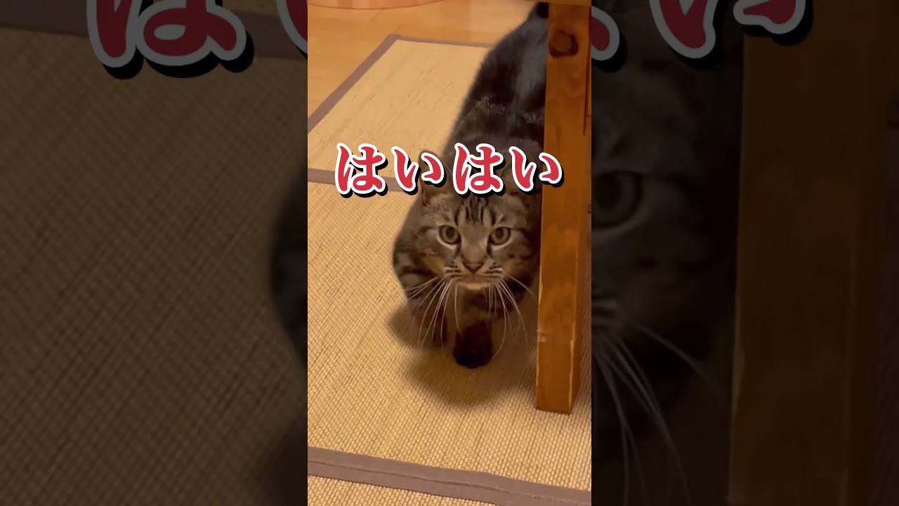 【人間の言葉を理解するめんどくさがりな猫】#マンチカン #短足マンチカン #雄猫 #きじとら猫 #shorts