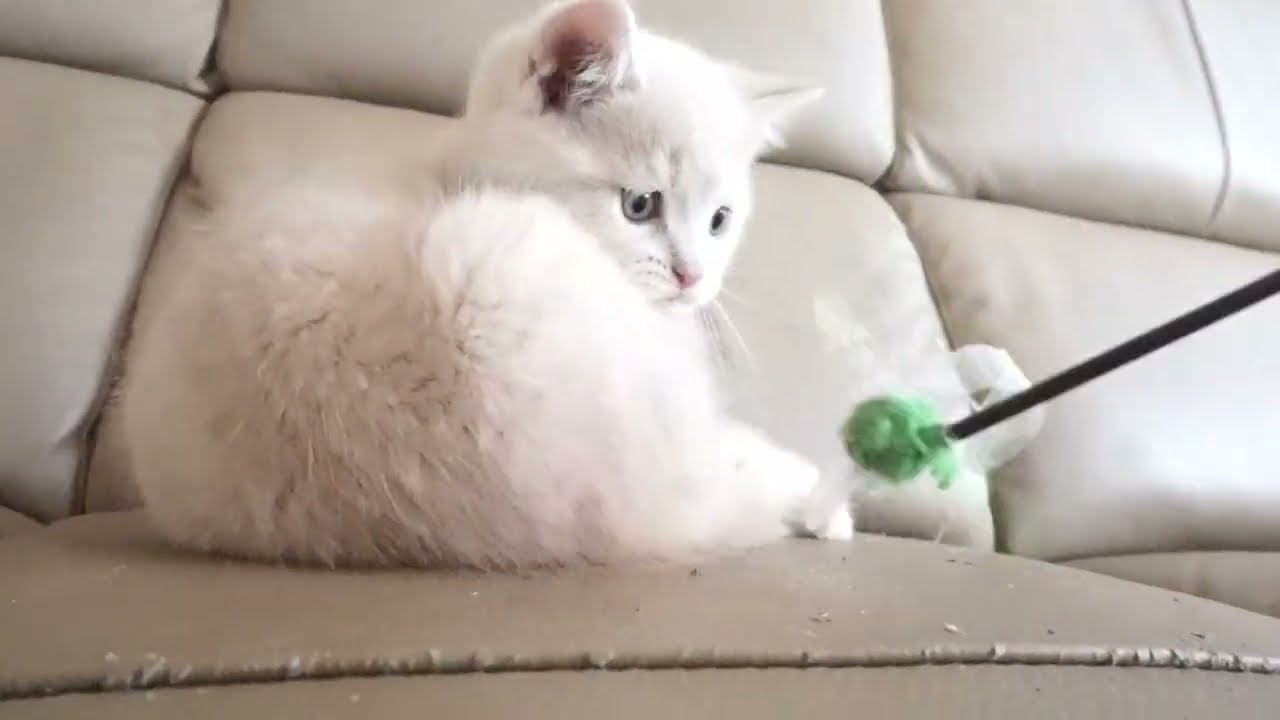 ブリティッシュショートヘアー子猫　British Shorthair　2023.2.27産まれ　クリーム　男の子　シーダキャット猫のお店