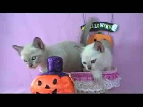 トンキニーズの美形兄妹☆