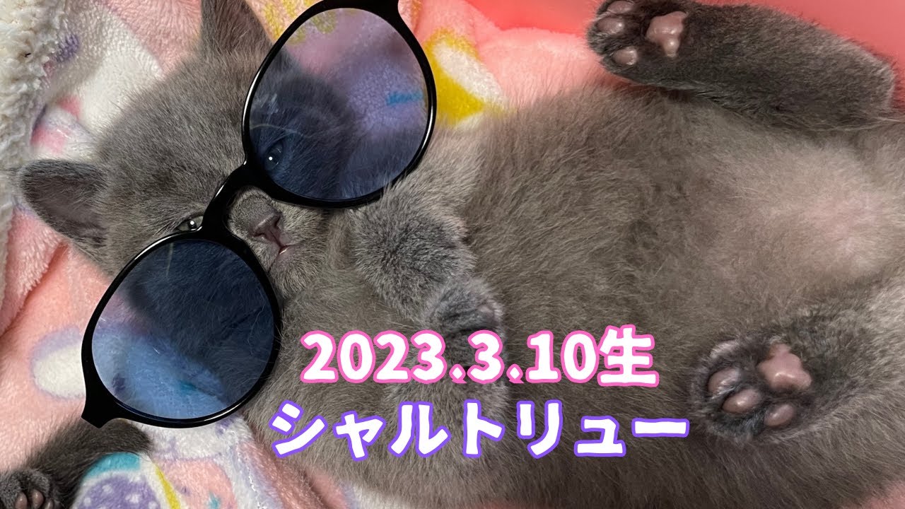 【シャルトリュー子猫】ひとり抜群の子猫を発見！