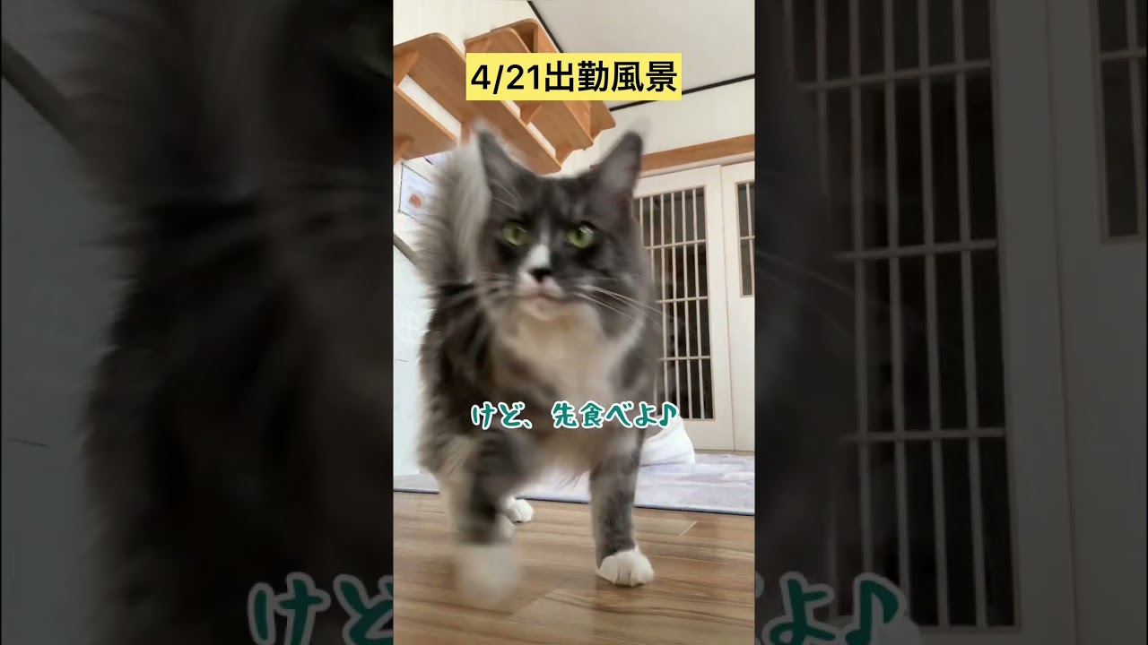 4/21出勤風景【メインクーン】 #メインクーン #猫カフェ #猫動画 #猫動画おもしろい #cat