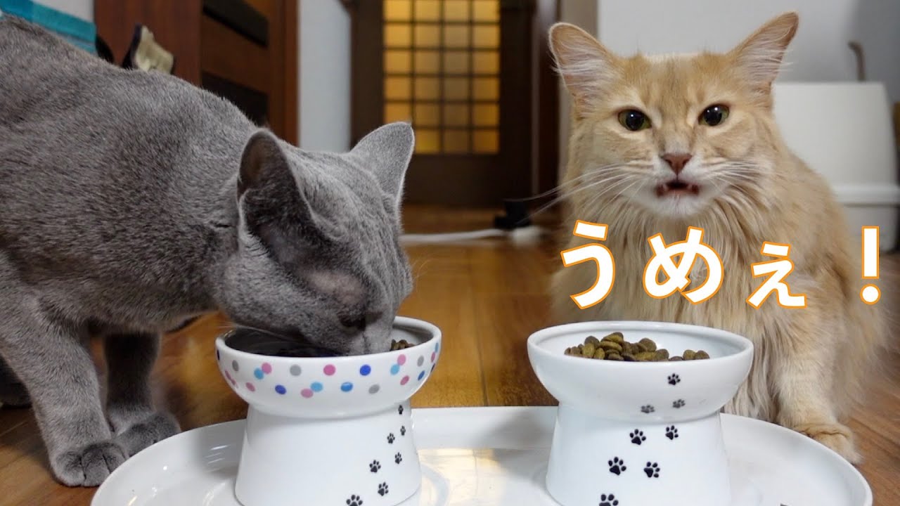 【ソマリ(Somali cat),ロシアンブルー(Russian Blue cat)】ご飯がうめぇ〜！！ | Delicious meal