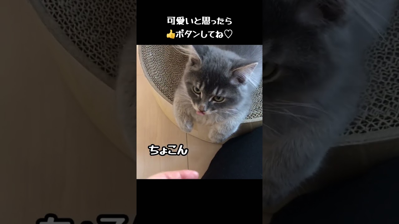なでてほしいと言う、子猫の手が可愛かった♡ Kitten's cute legs. #kitten #shorts