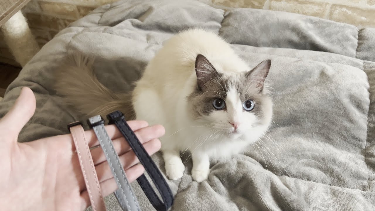 ラグドール猫に首輪をつけたら激怒されました…