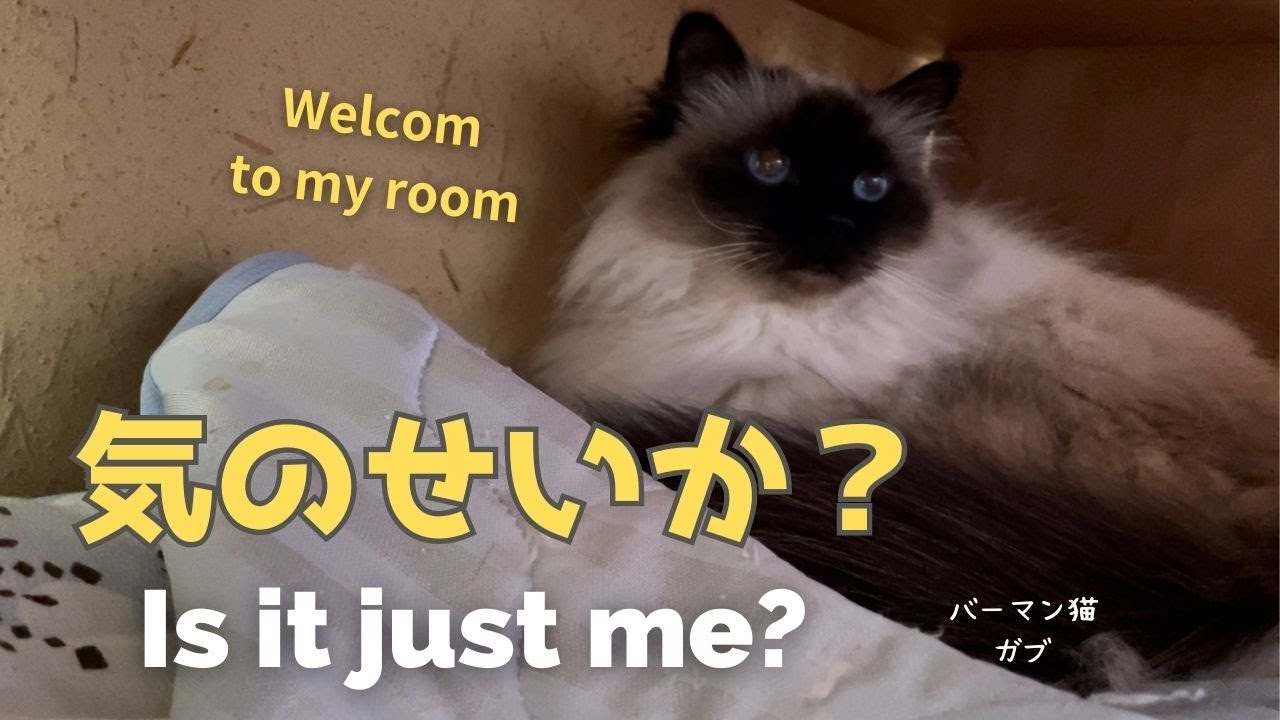 バーマン猫ガブとラフとミカ【気のせいか？】Is it just me?（バーマン猫）Birman/Cat