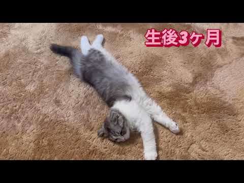 生後3か月❗️スコティッシュフォールド❗️おうじ❤️男の子❗️子猫❗ 苏格兰折耳猫❗️マオ❗️ billii❕