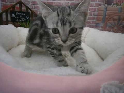 628440 アメリカンショートヘアー