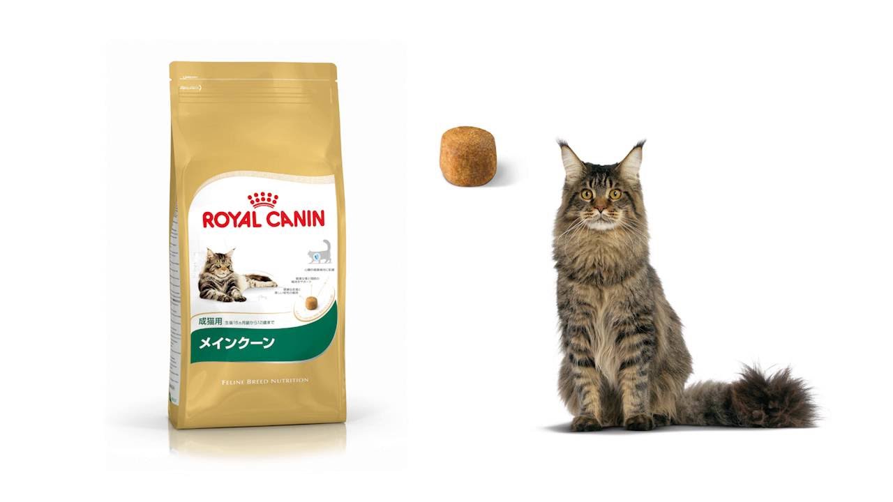 メインクーンのために特別につくられたフード｜ロイヤルカナン