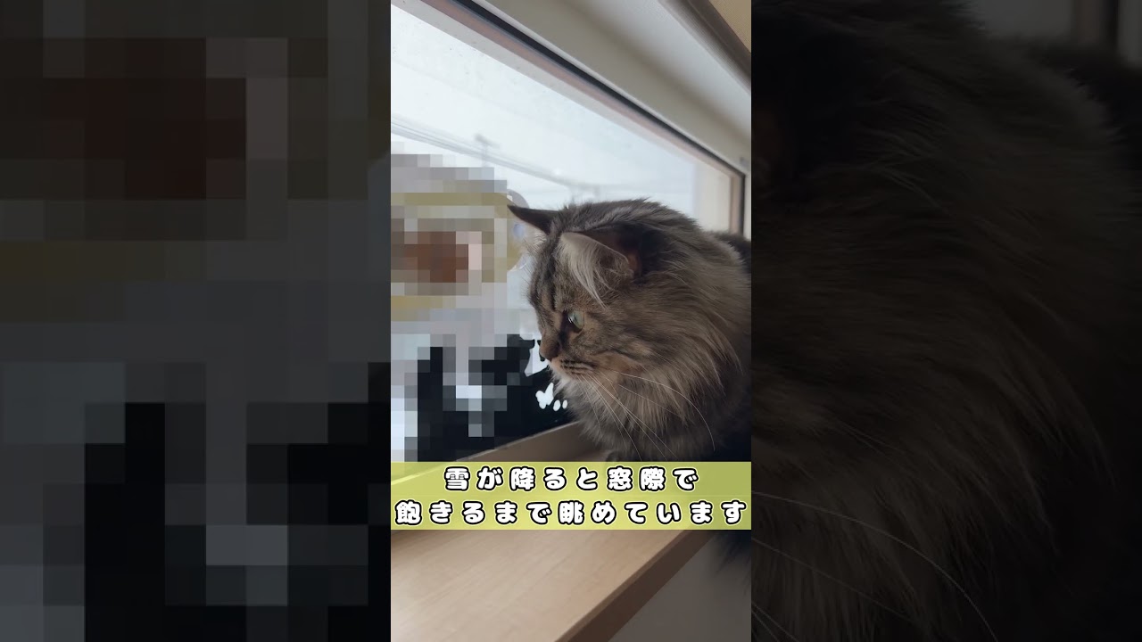【雪が降るのを見る猫】　#shorts　#ラガマフィン