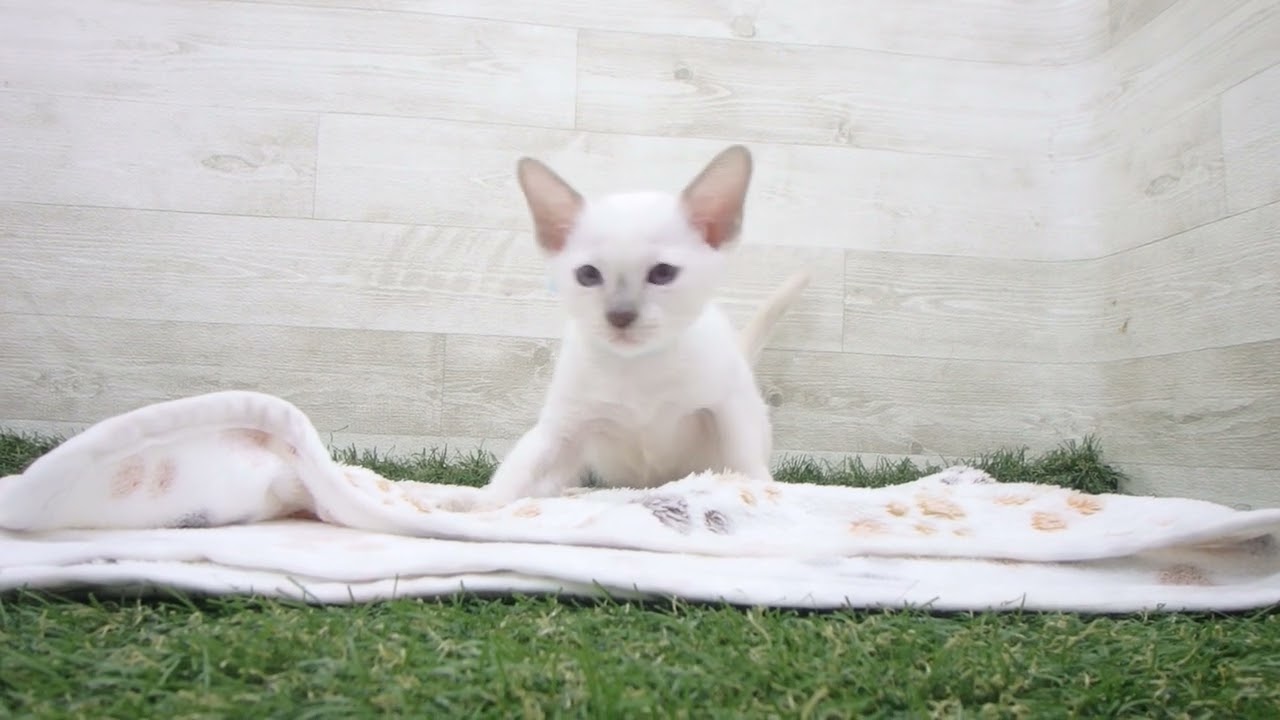 ペットショップcoo&riku No.00628808 トンキニーズ