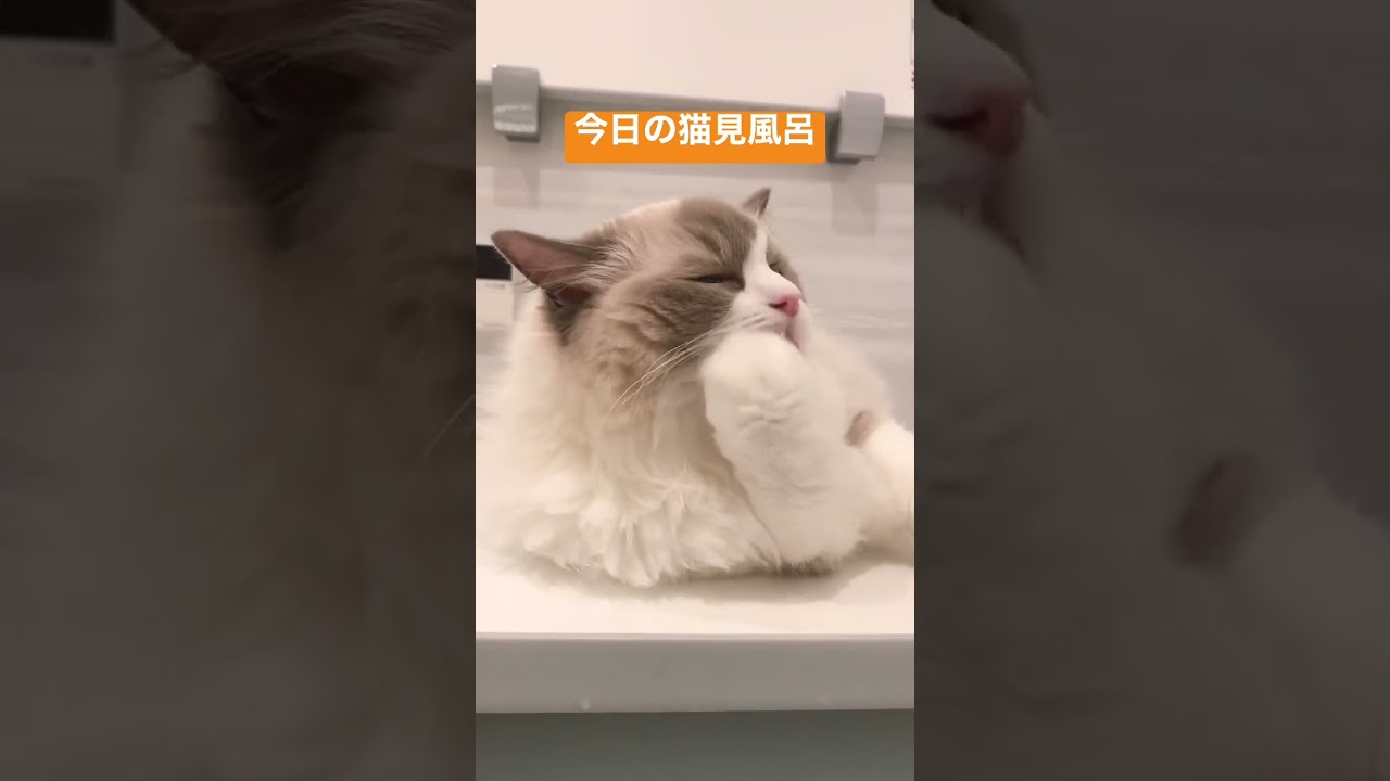 【ラグドール】今日の猫見風呂 #cat #ragdoll #ラグドール #猫 #ハチワレ #猫のいる暮らし #shorts