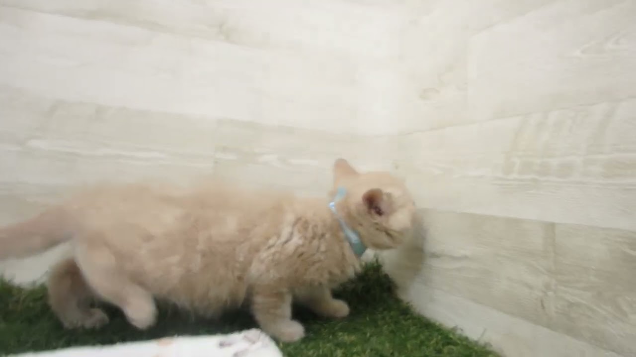 ペットショップcoo&riku No.00628788 ブリティッシュショートヘアー