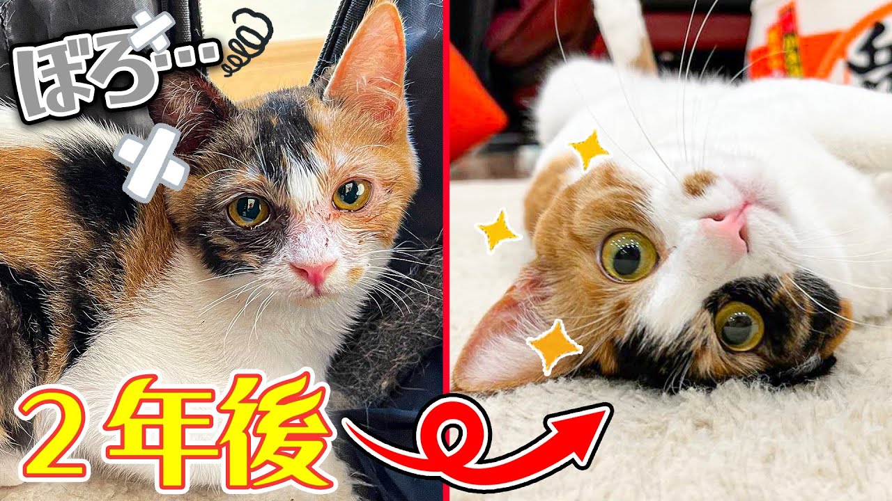 病弱で殺処分寸前だった捨て猫が２年経ってめちゃくちゃ大変身していた件。2歳になってさらに逞しく可愛くなりました！【 #ベル子誕生日 】
