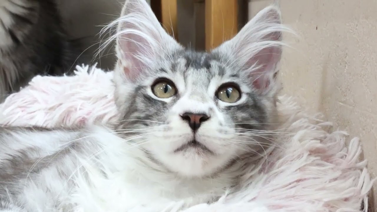 メインクーン子猫のクリストフ君巣立ち