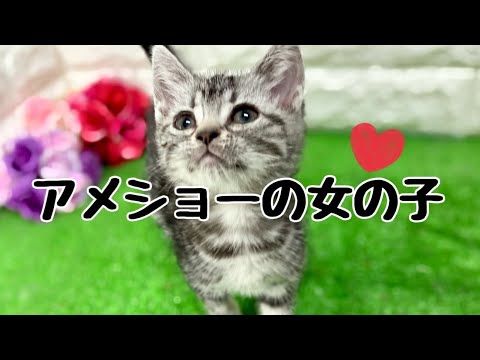 アメリカンショートヘアの子猫　（平野瓜破）