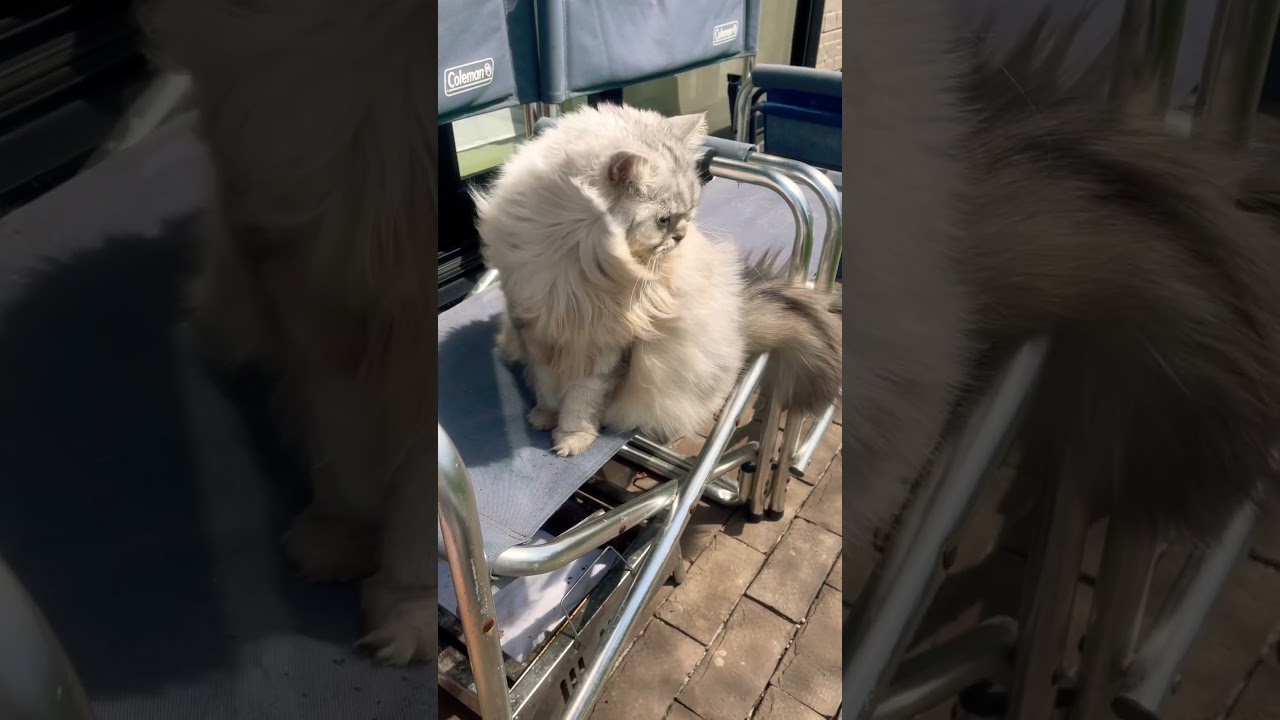 強風で綿毛みたいになるココw #shorts # #ragamuffin  #cat #ラガマフィン  #ねこ #綿毛