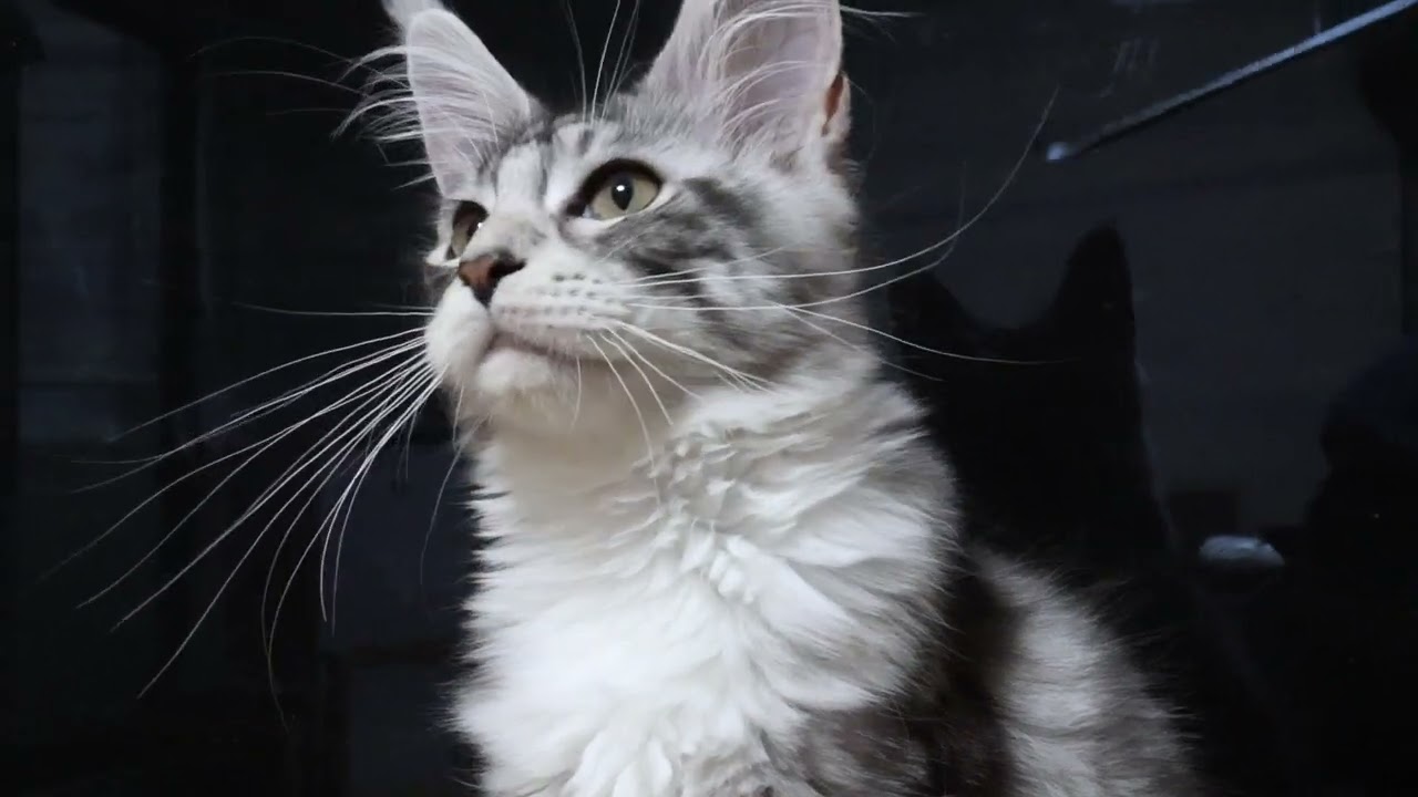 天使のメインクーン子猫イブちゃん