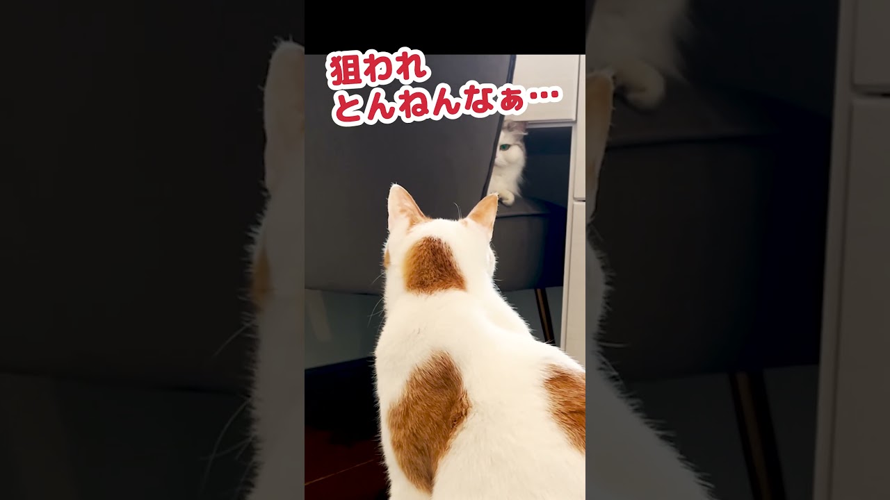 居場所を取られる猫 #Shorts