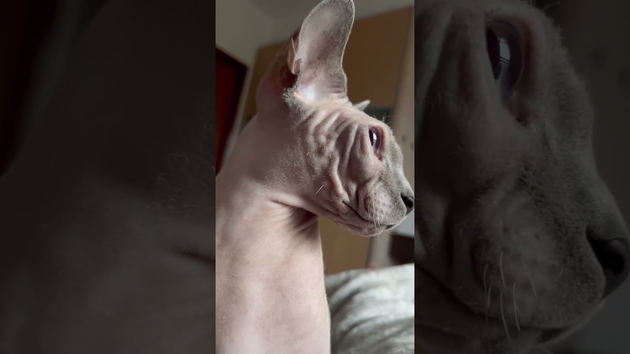 毛のない猫の短いヒゲが可愛い【スフィンクス猫】