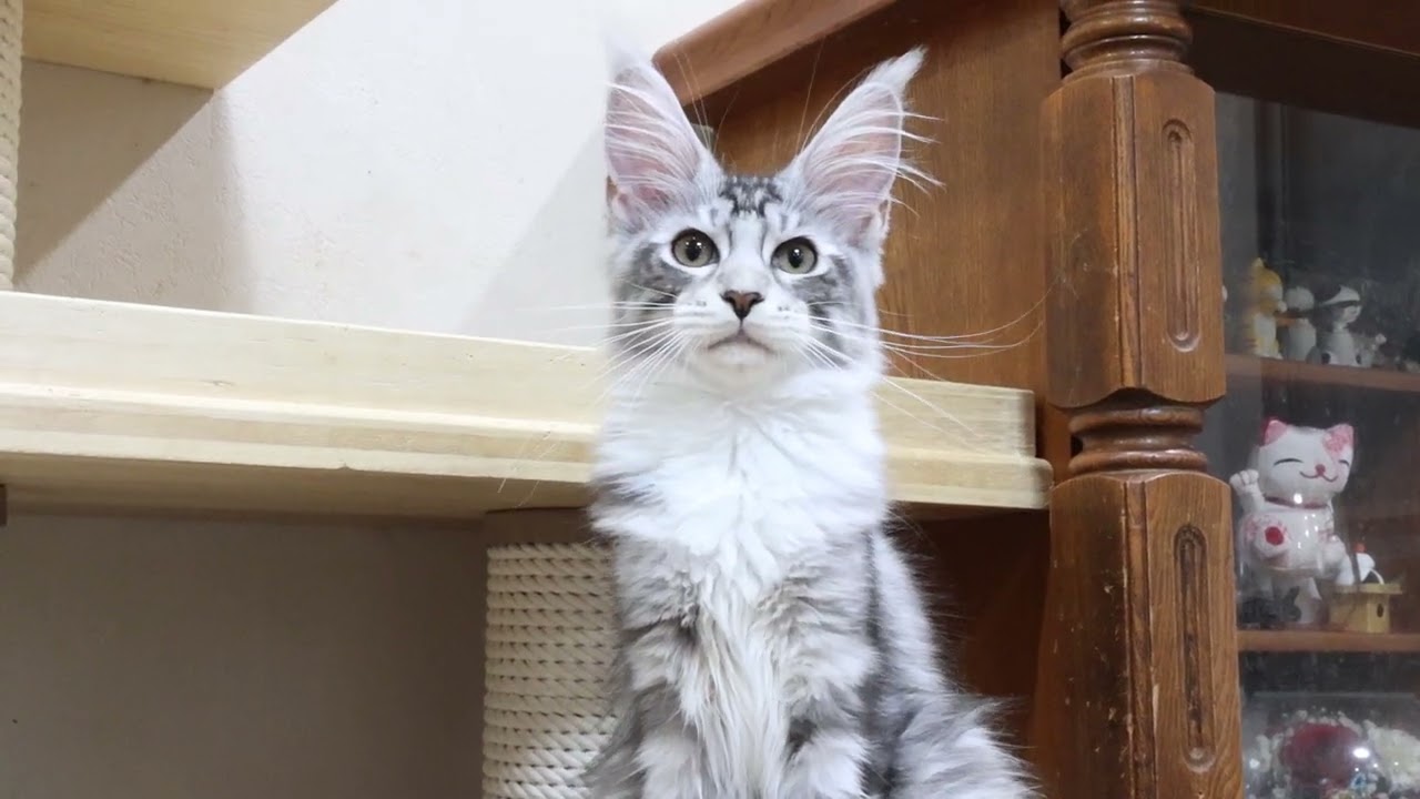 天使のメインクーン子猫イブちゃん