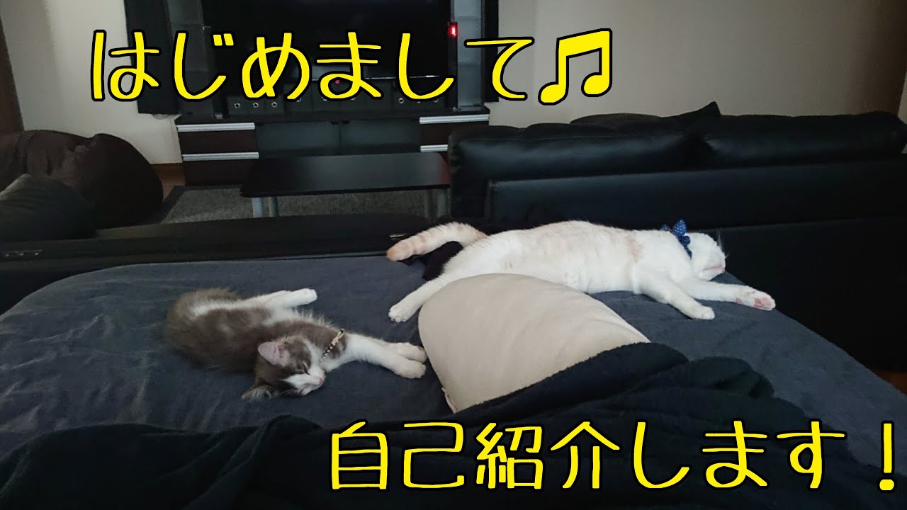 ✩自己紹介✩タピとリズ(スコティッシュフォールド・アメリカンカール)