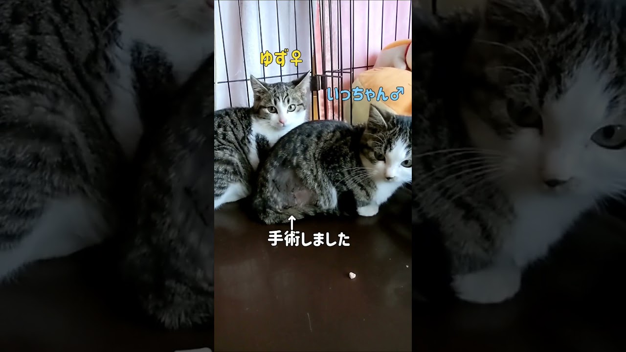 骨折していた子猫…元気にがんばってるよ🐱　#Shorts#猫#里親募集中