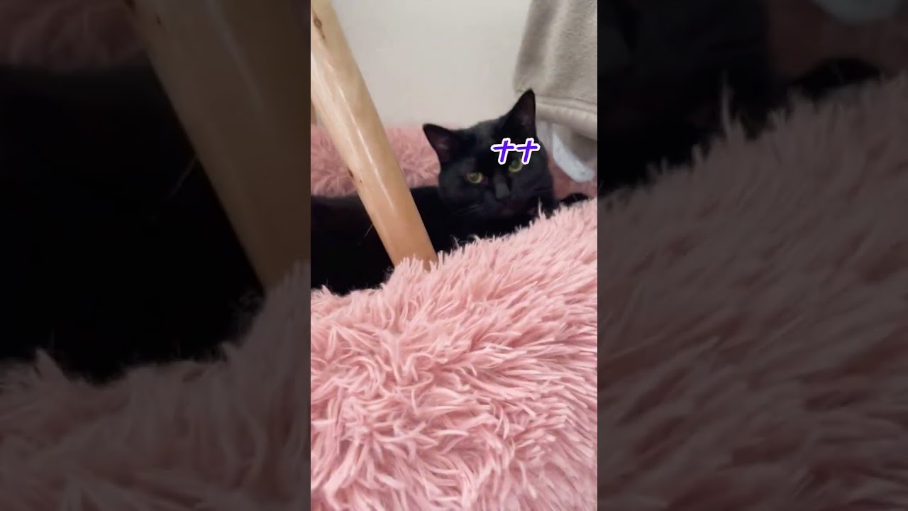 黒猫ちゃんのお尻が重たくて動きませーん！（猫レース）