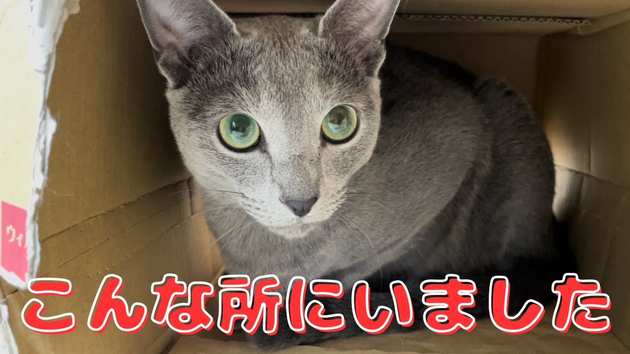 その後の猫パンチが優しすぎて癒されるｗ【ロシアンブルー】