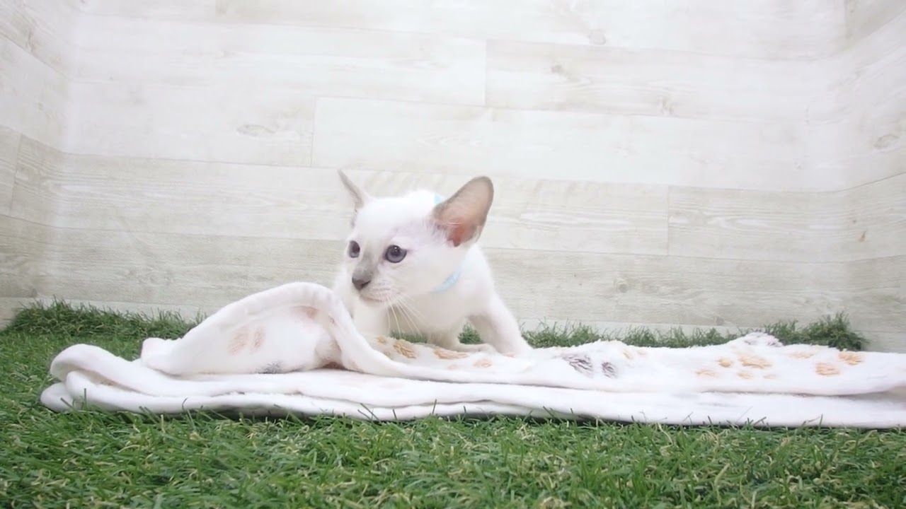 ペットショップcoo&riku No.00628806 トンキニーズ