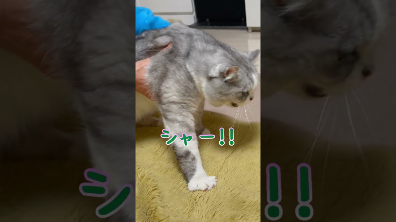 兄猫が弟猫の顔を忘れてしまったようです…