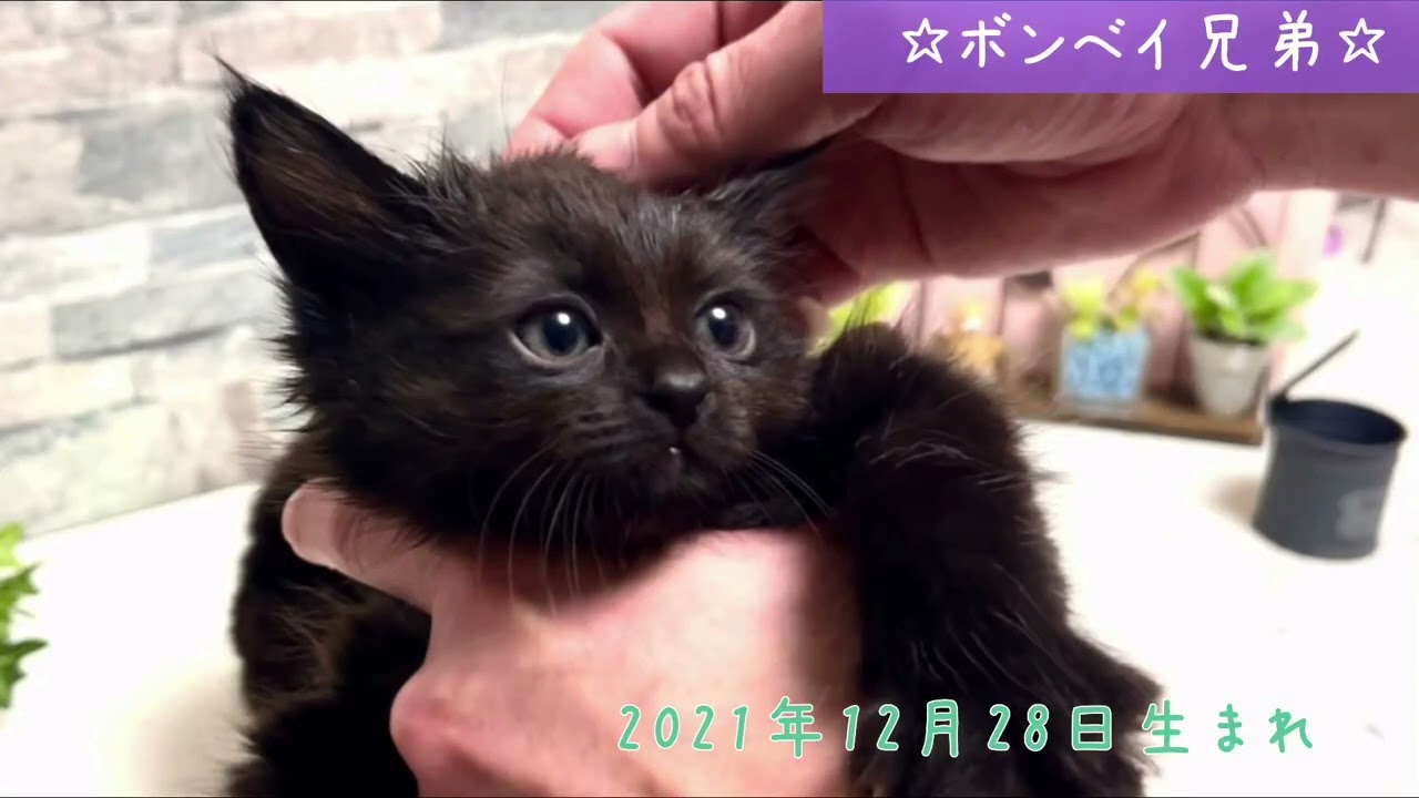 【ナナハチ’s ROOM】ボンベイ兄弟　20220222